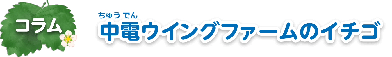 コラム　中電ウイングファームのイチゴ