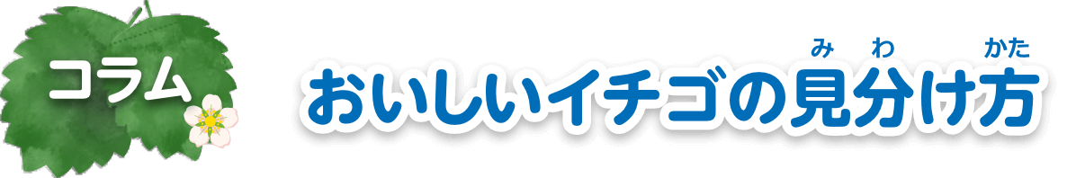 コラム　おいしいイチゴの見分け方