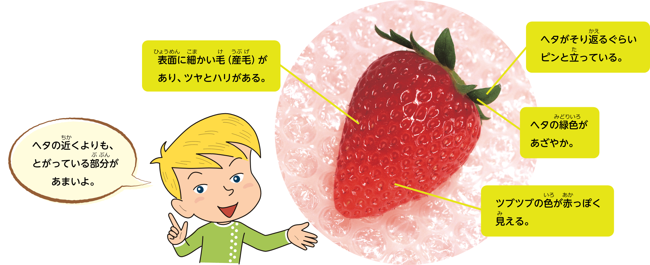 ヘタの近くよりも、とがっている部分があまいよ。