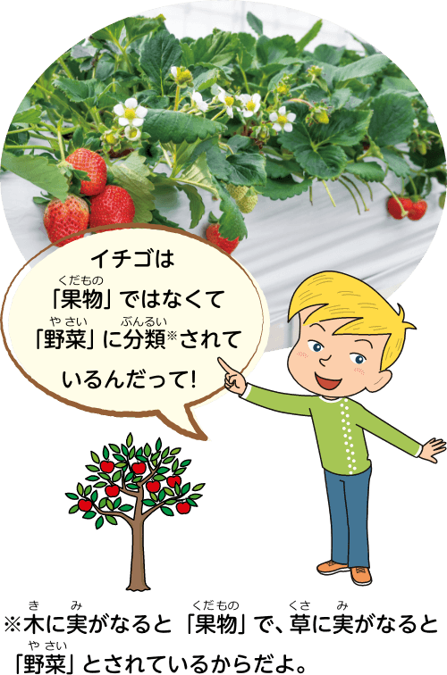 イチゴは「果物」ではなくて「野菜」に分類※されているんだって！木に実がなると「果物」で、草に実がなると「野菜」とされているからだよ。
