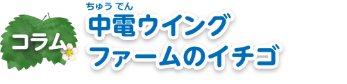 コラム　中電ウイングファームのイチゴ