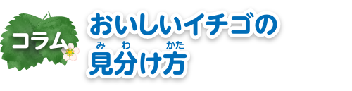 コラム　おいしいイチゴの見分け方