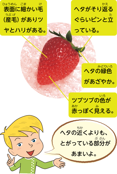 ヘタの近くよりも、とがっている部分があまいよ。
