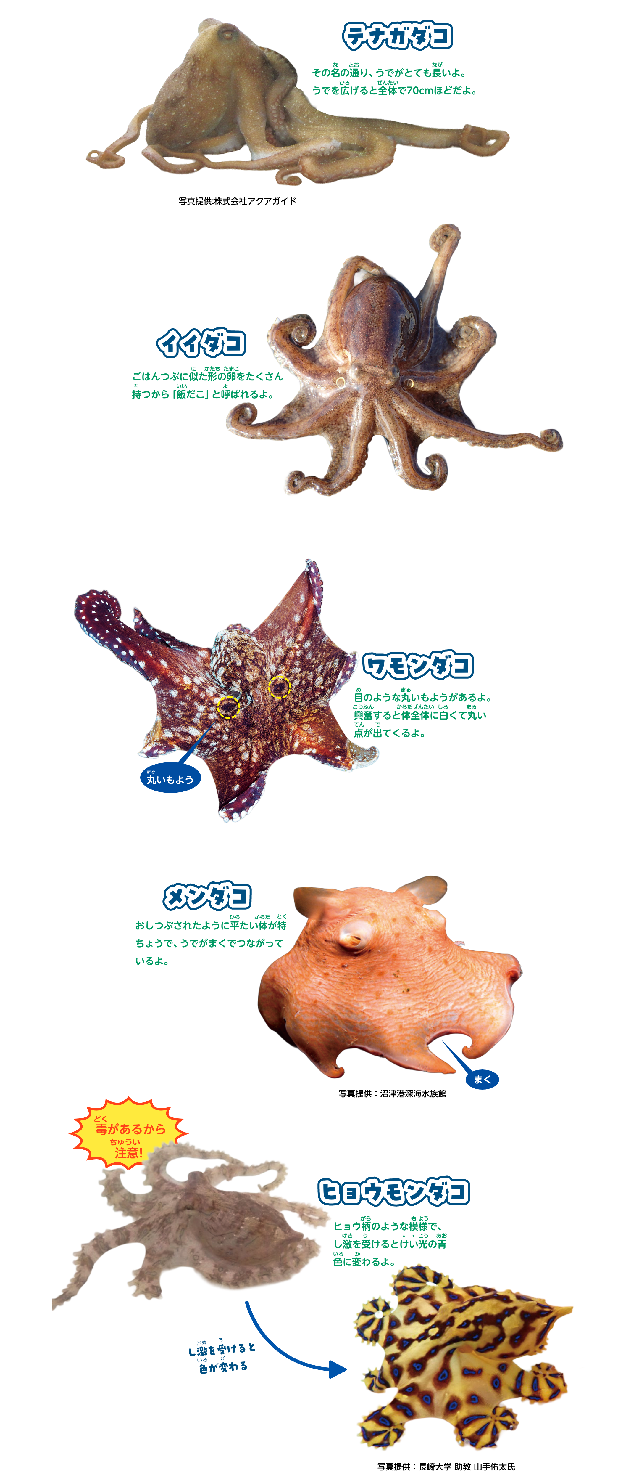 テナガダコ。その名の通り、うでがとても長いよ。うでを広げると全体で70cmほどだよ。イイダコ。ごはんつぶに似た形の卵をたくさん持つから「飯だこ」と呼ばれるよ。ワモンダコ。目のような丸いもようがあるよ。興奮すると体全体に白くて丸い点が出てくるよ。メンダコ。おしつぶされたように平たい体が特ちょうで、うでがまくでつながっているよ。ヒョウモンダコ。ヒョウ柄のような模様で、し激を受けるとけい光の青色に変わるよ。