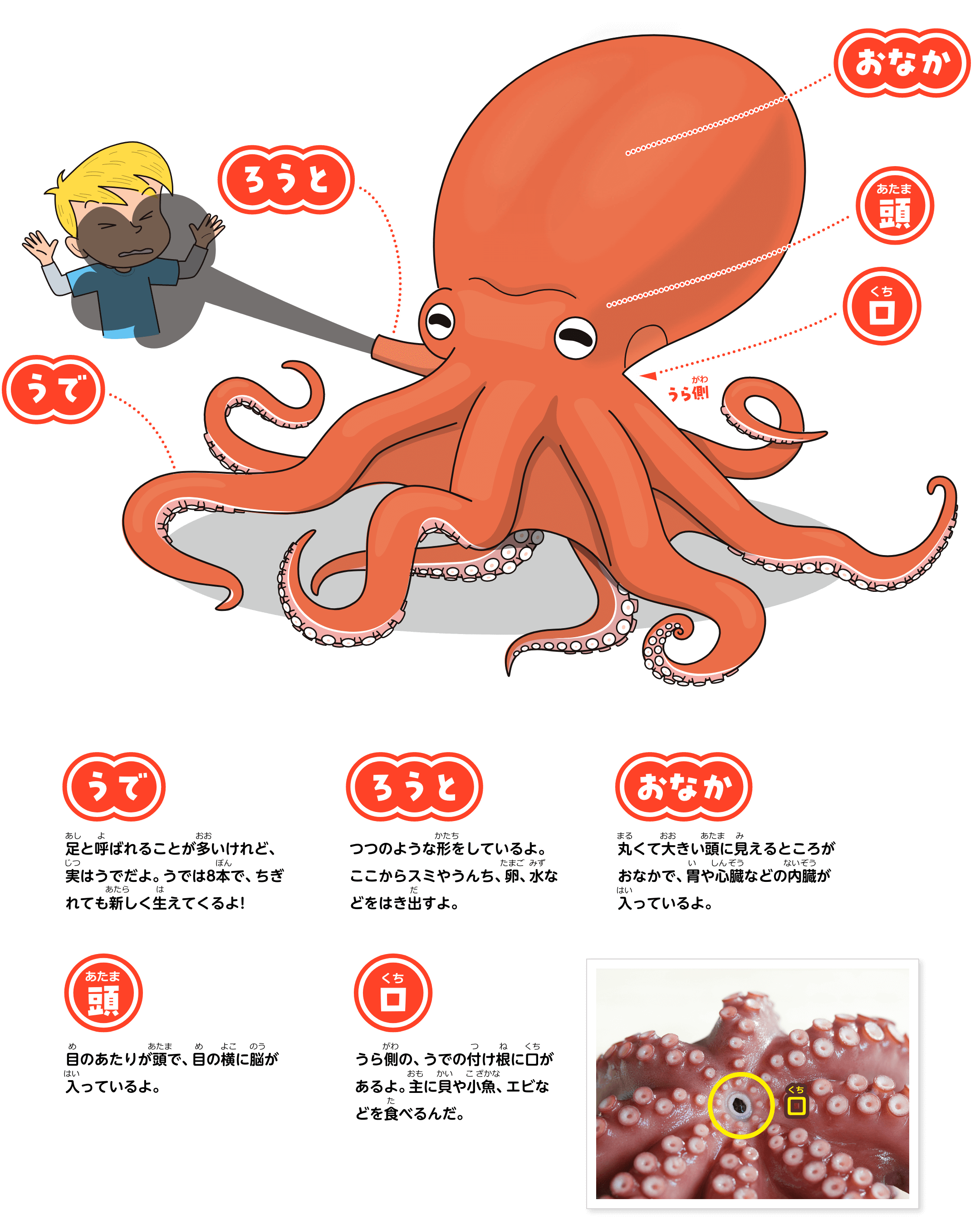 ろうと。つつのような形をしているよ。ここからスミやうんち、卵、水などをはき出すよ。うで。足と呼ばれることが多いけれど、実はうでだよ。うでは8本で、ちぎれても新しく生えてくるよ！おなか。丸くて大きい頭に見えるところがおなかで、胃や心臓などの内臓が入っているよ。頭。目のあたりが頭で、目の横に脳が入っているよ。口。うら側の、うでの付け根に口があるよ。主に貝や小魚、エビなどを食べるんだ。