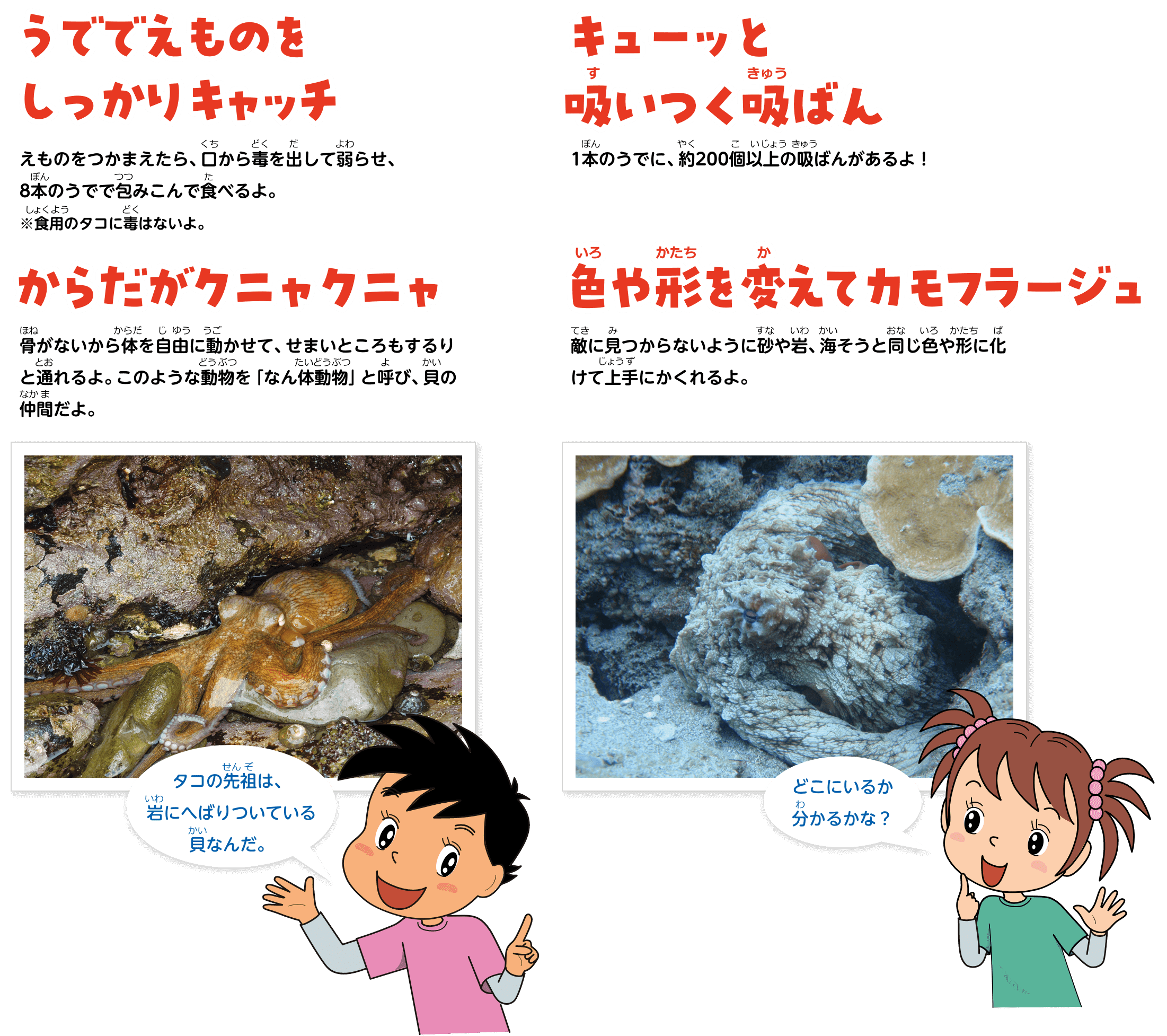 うででえものをしっかりキャッチ。えものをつかまえたら、口から毒を出して弱らせ、8本のうでで包みこんで食べるよ。キューッと吸いつく吸ばん。1本のうでに、約200個以上の吸ばんがあるよ！からだがクニャクニャ。骨がないから体を自由に動かせて、せまいところもするりと通れるよ。このような動物を「なん体動物」と呼び、貝の仲間だよ。色や形を変えてカモフラージュ。敵に見つからないように砂や岩、海そうと同じ色や形に化けて上手にかくれるよ。