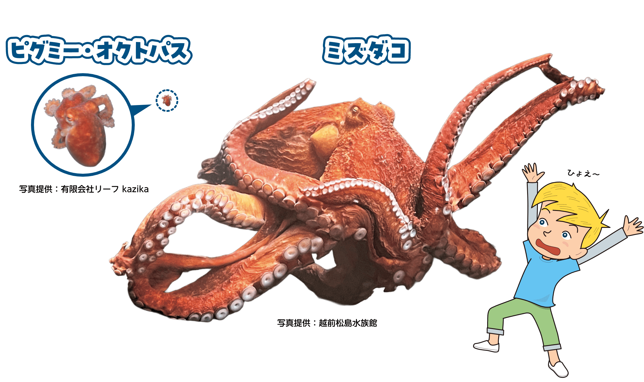 ピグミー・オクトパスとミズダコの写真