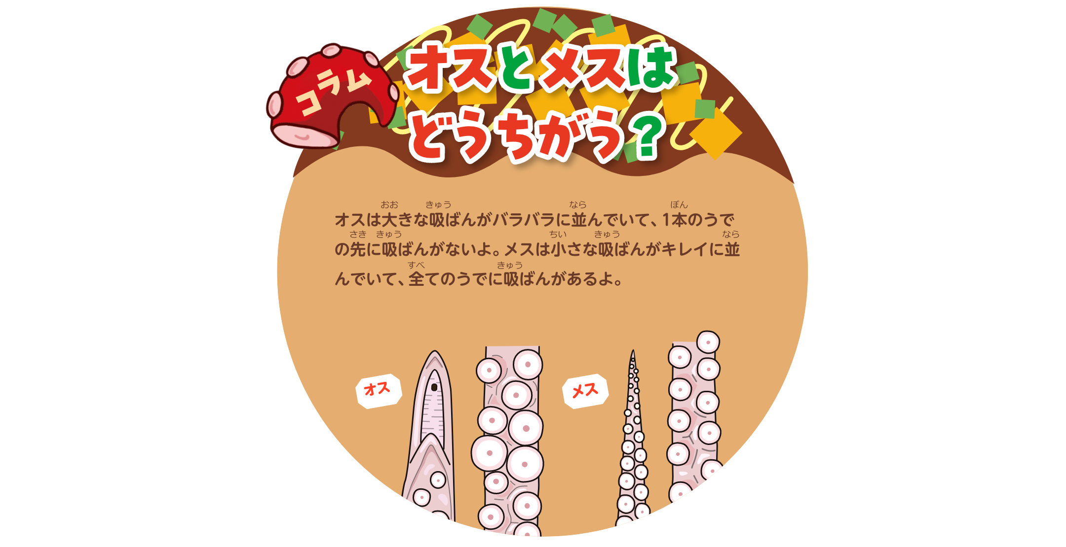 コラム　オスとメスはどうちがう？オスは大きな吸ばんがバラバラに並んでいて、1本のうでの先に吸ばんがないよ。メスは小さな吸ばんがキレイに並んでいて、全てのうでに吸ばんがあるよ。
