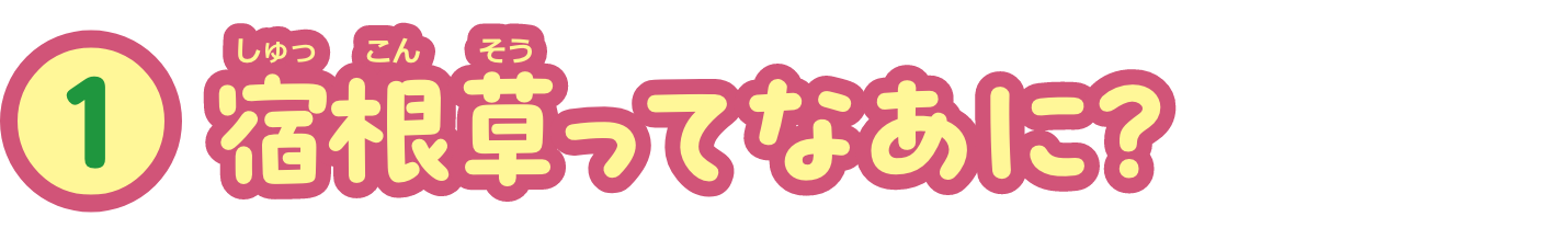 特集1　宿根草ってなあに？