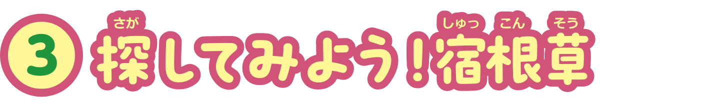 特集3　探してみよう！宿根草