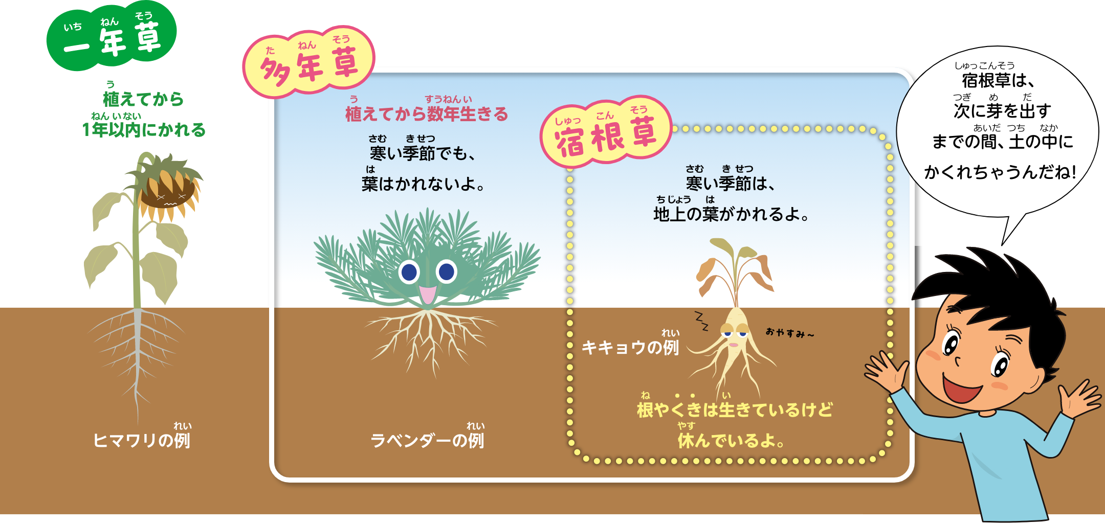 宿根草は、次に芽を出すまでの間、土の中にかくれちゃうんだね！