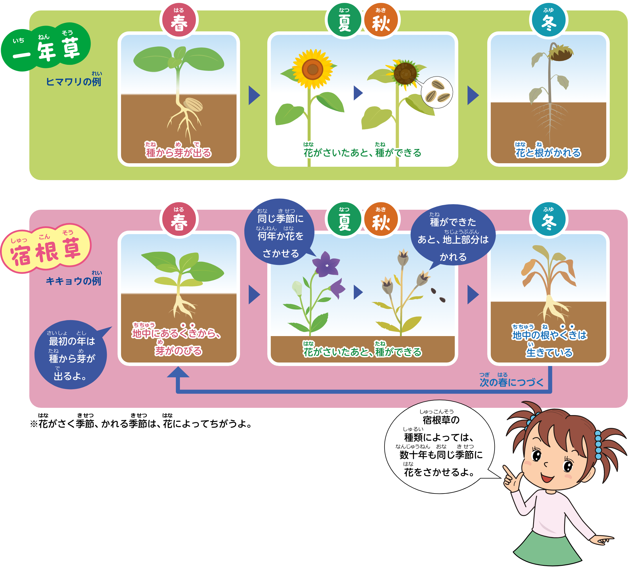 宿根草の種類によっては、数十年も同じ季節に花をさかせるよ。