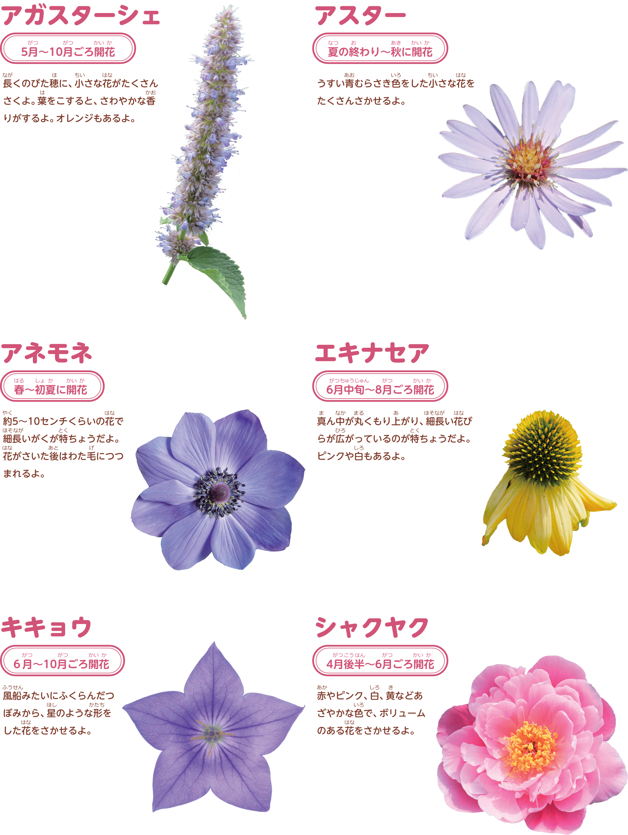 アガスターシェ、アスター、アネモネ、エキナセア、キキョウ、シャクヤクの写真