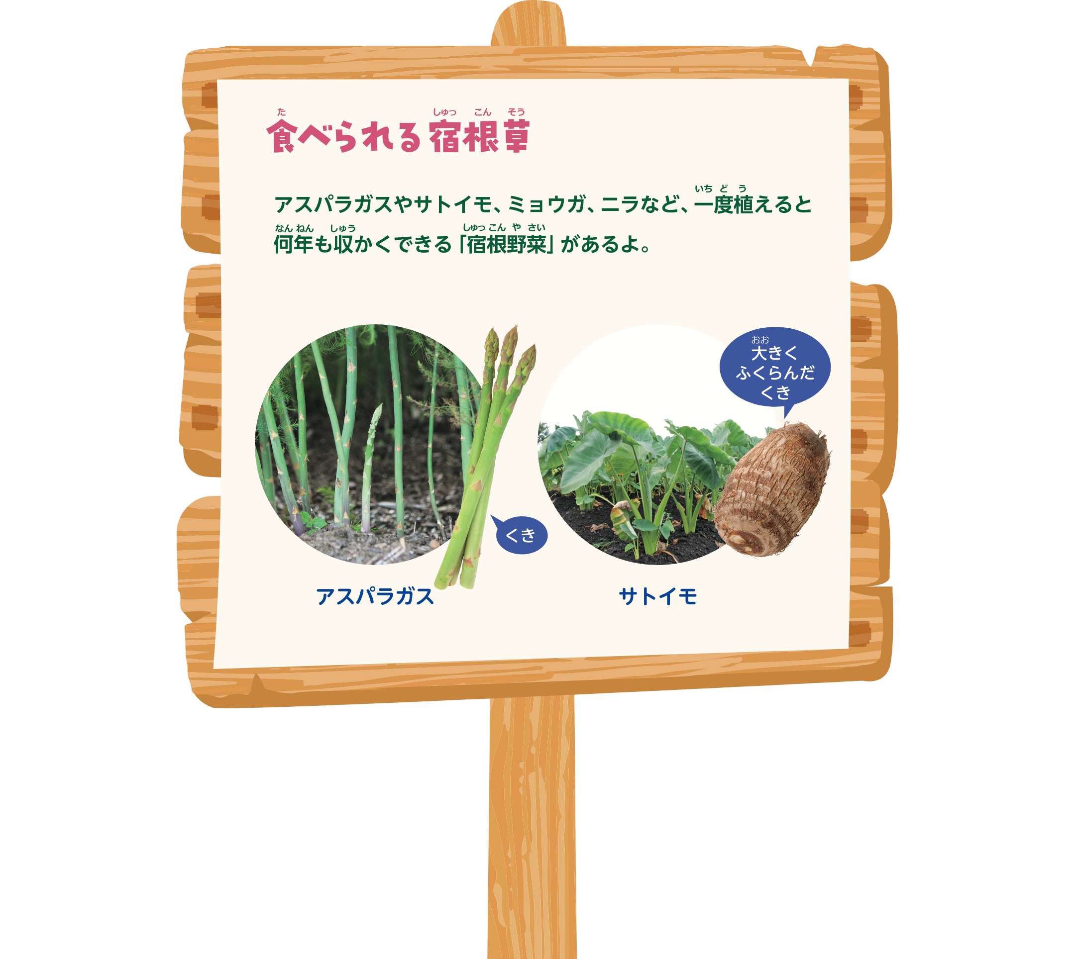 食べられる宿根草。アスパラガスやサトイモ、ミョウガ、ニラなど、一度植えると何年も収かくできる「宿根野菜」があるよ。