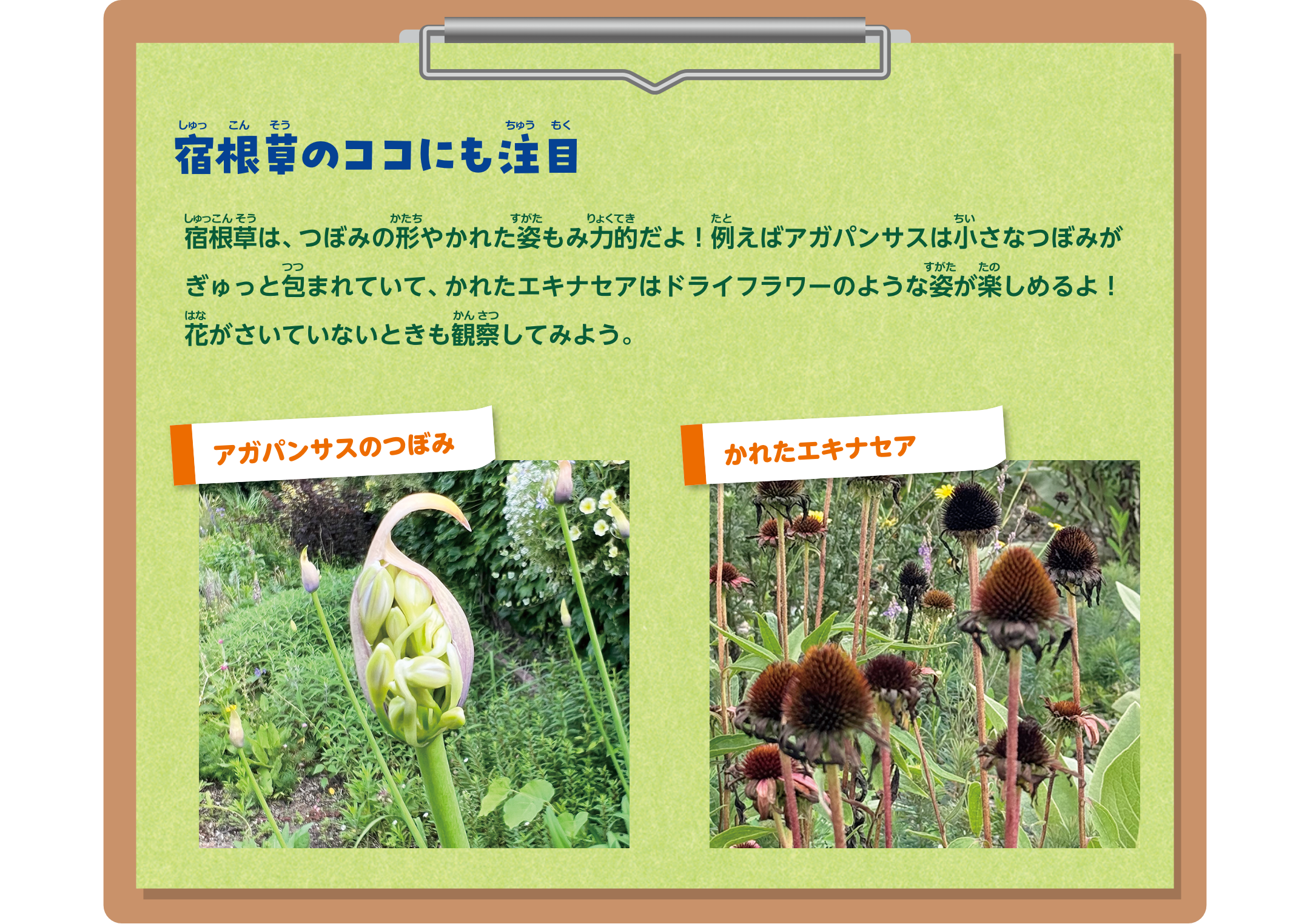 宿根草のココにも注目。宿根草は、つぼみの形やかれた姿もみ力的だよ！例えばアガパンサスは小さなつぼみがぎゅっと包まれていて、かれたエキナセアはドライフラワーのような姿が楽しめるよ！花がさいていないときも観察してみよう。。