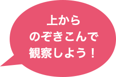 上からのぞきこんで観察しよう！