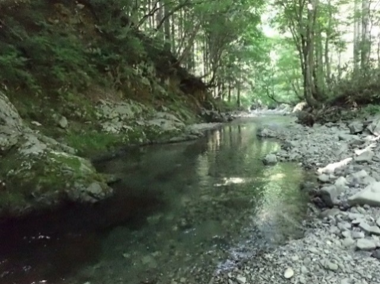 内ヶ谷山林の写真