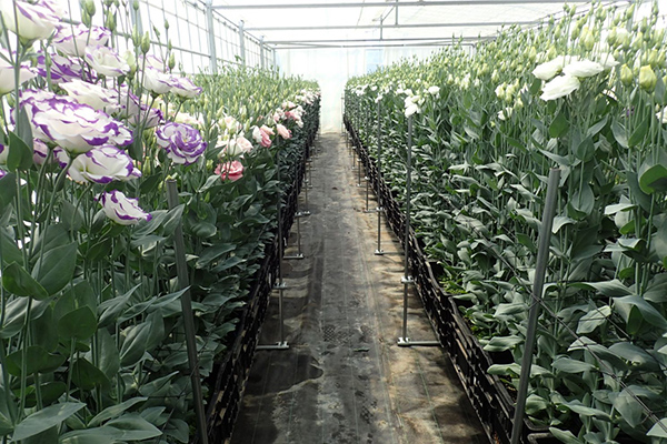 隔離栽培による持続可能な切り花生産
