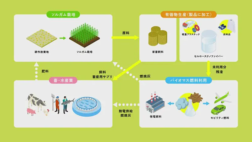 資源循環植物ソルガムとそのカスケード利用