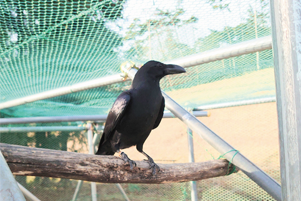 野生の鳥から電力設備を守る