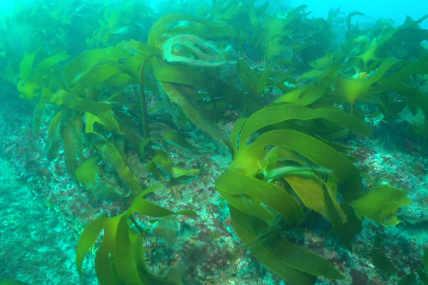 海の森とBlueCarbon~海藻が守る地球の未来~