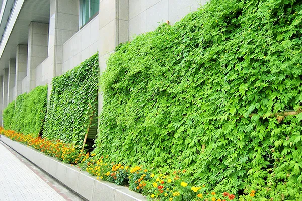 緑のカーテンキャンペーン サムネイル